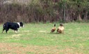 Voodoo's Brother, Bounce trialing on ducks-4/08