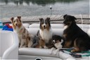 Suede, Tosca, Raven and Voodoo on Mud Lake in Wisonsin. (8/08)