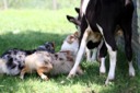 Ami Romanelli's photo of Tosca and Suede working cows- 6/07